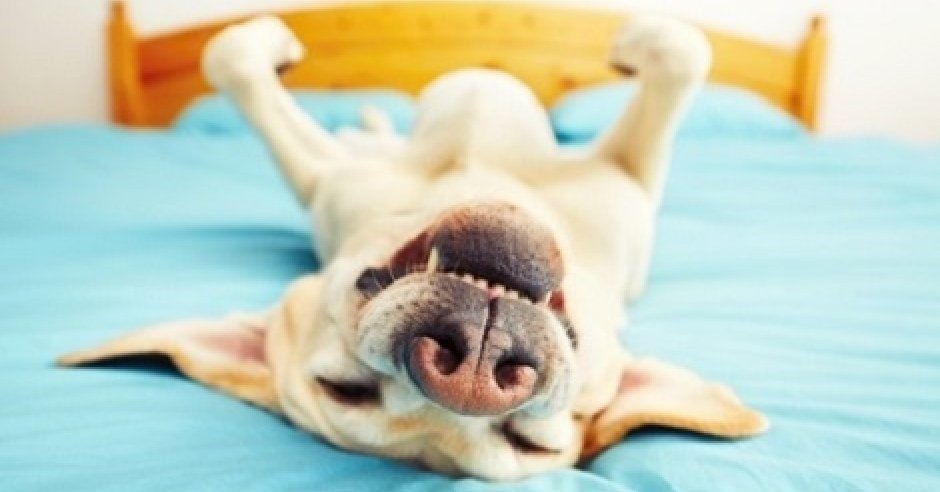 Das wird passieren, wenn Sie nicht mit Ihrem Hund spielen werden
