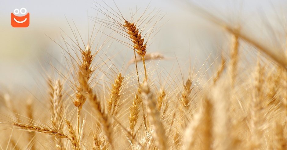 Wie erkennt man eine Allergie gegen Gluten?